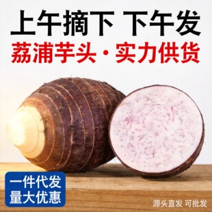 ���ڏV���������^���r���������^�r�����߲����l��Ŵ��������