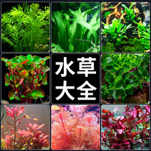 �~��ˮ��ֲ���쾰�[����ˮ�ݾG�����ݾGֲ���о�����ˮ�����l