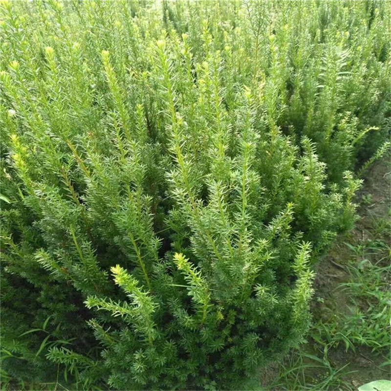 基地批发曼地亚红豆杉小苗公母树庭院绿化苗木名贵树种南北方种植