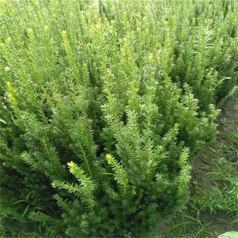 База оптом морозостойкие растения Taxus media саженцы кустарников зеленые растения дача двор Комнатные цветы в горшках