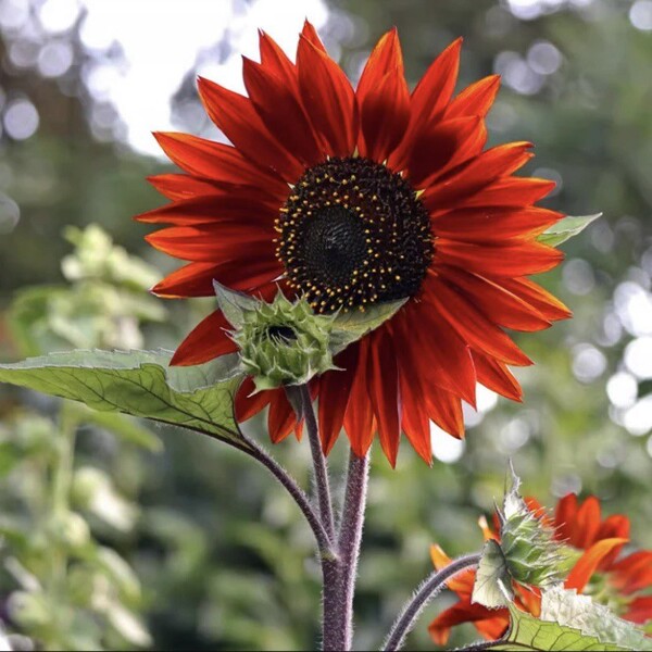 Sunflower Seeds to see edible flowers and flowers