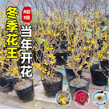腊梅花树苗盆栽丛生地载庭院风景树耐寒红梅矮化老桩原生素心蜡梅