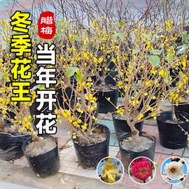腊梅花树苗盆栽丛生地载庭院风景树耐寒红梅矮化老桩原生素心蜡梅
