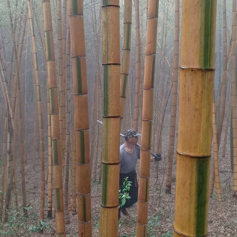 Бамбуковая база поставляет саженцы бамбука