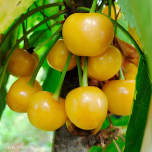 ���۰�������Ҙ�2���x�����R���������Ե��Ԙ���