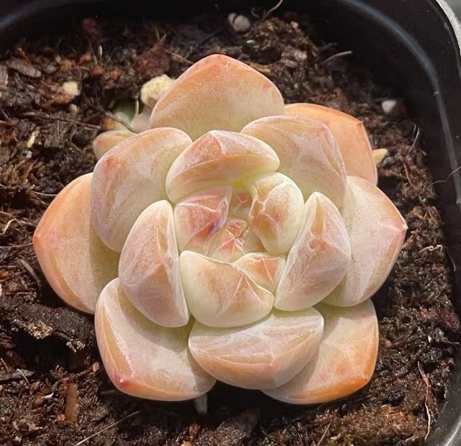 두꺼운 꿈 3-4cm (플라스틱 화분이 배송이 더 쉽습니다)