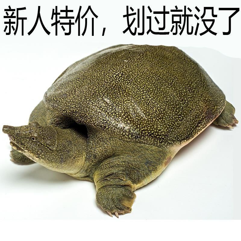 Turtle Outside the pond Dagong Fresh Boy Horse&#39;s hoof Braised flavor Turtle Turtle seedling Hot Pot Turtles