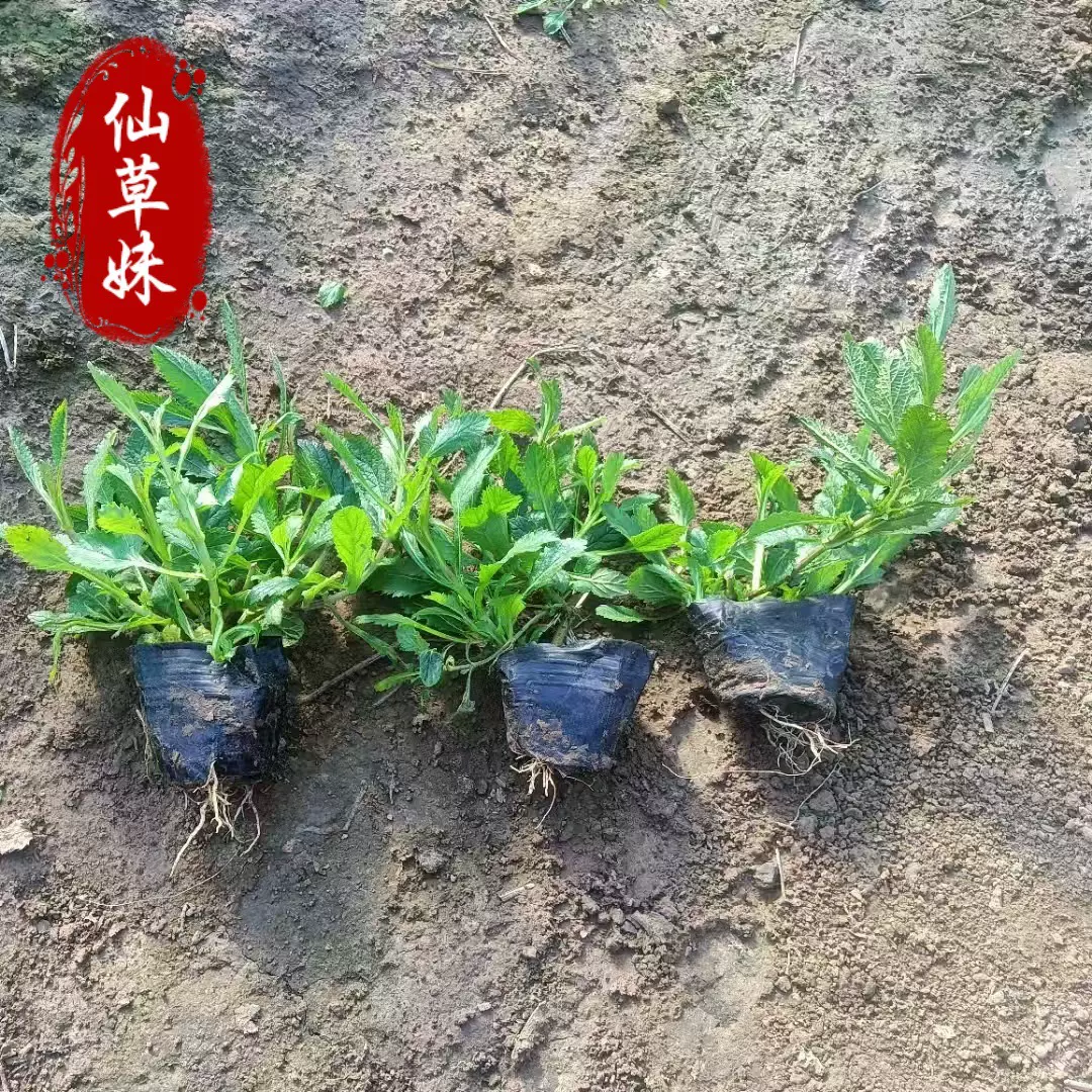 基地供应柳叶马鞭草桑托斯马鞭草盆栽 多年生宿根花卉绿化花海