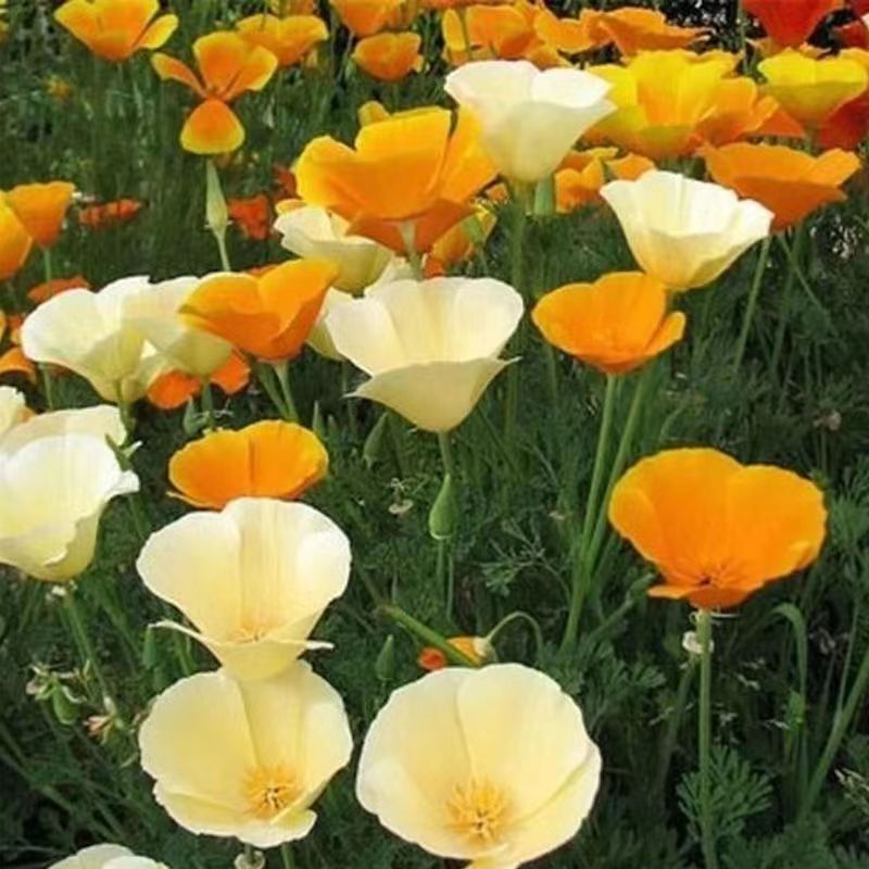 Venta al por mayor de semillas de flores y plantas eustoma malvarrosa peonía cobre dinero hierba margarita rosa sol peonía flor combinación de flores