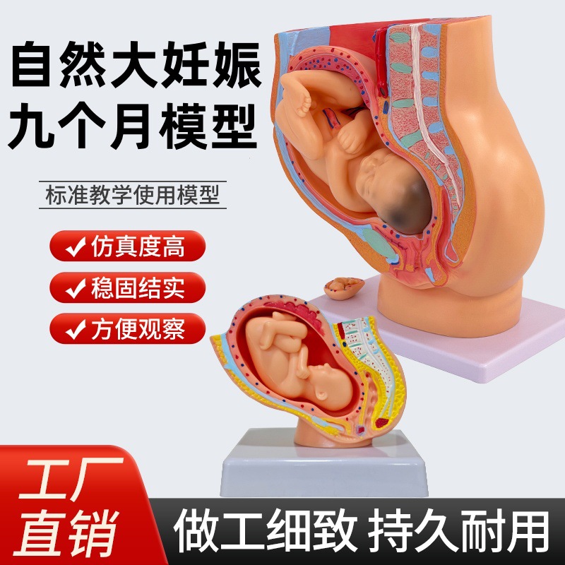 ��ѧ���﷢������ģ��������̥����Ÿ���ģ�� ����ģ�� ̥��ģ��