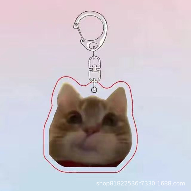 투약 고양이 B6669