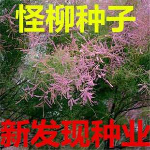 �����N�� �}�|�طN�� �f���� ����N�� ���\�M