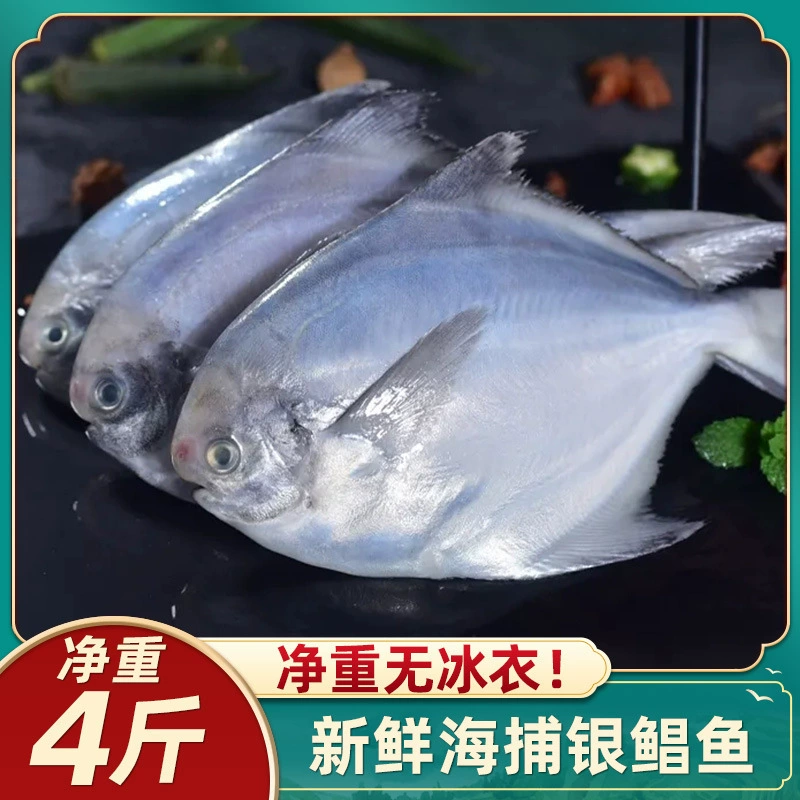 Серебряный помфрет Чжоушань, очень большой свежий замороженный дикий белый помфрет, ловленный в восточном Китайском море, плоская рыба, зеркальная рыба, домашние морепродукты Чанью