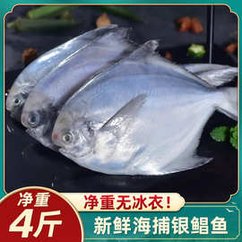 舟山银鲳鱼特大新鲜冷冻东海野生海捕白鲳鱼平鱼镜鱼昌鱼国产海鲜