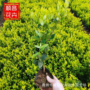 ��ɭŮؑ��ľ �G�h���ɭŮؑ ������~��ľ��ɭŮؑɽ�|���l