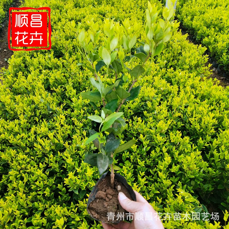 Кендарум Рассада Лигиструм кимонги не падающий цвет листьев кустарники кимония Кенди Лигиструм люцидум Шаньдун оптом