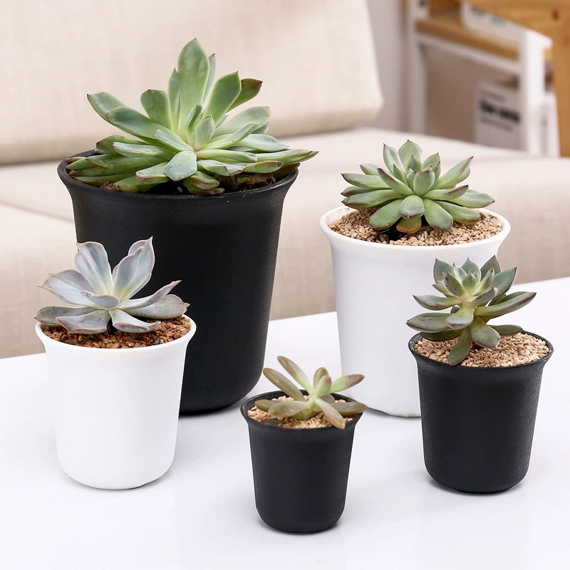 Белая мясистая миска длинная миска круглый мясистый цветочный горшок Черный матовый Коренастый горшок Вьентьян пластиковый Садоводство оптом