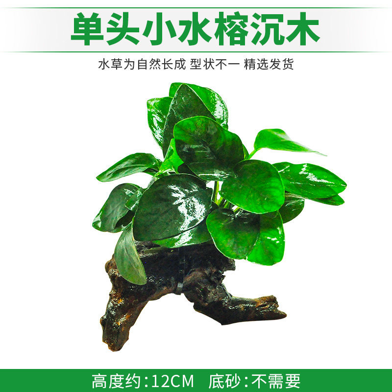 单头小水榕沉木