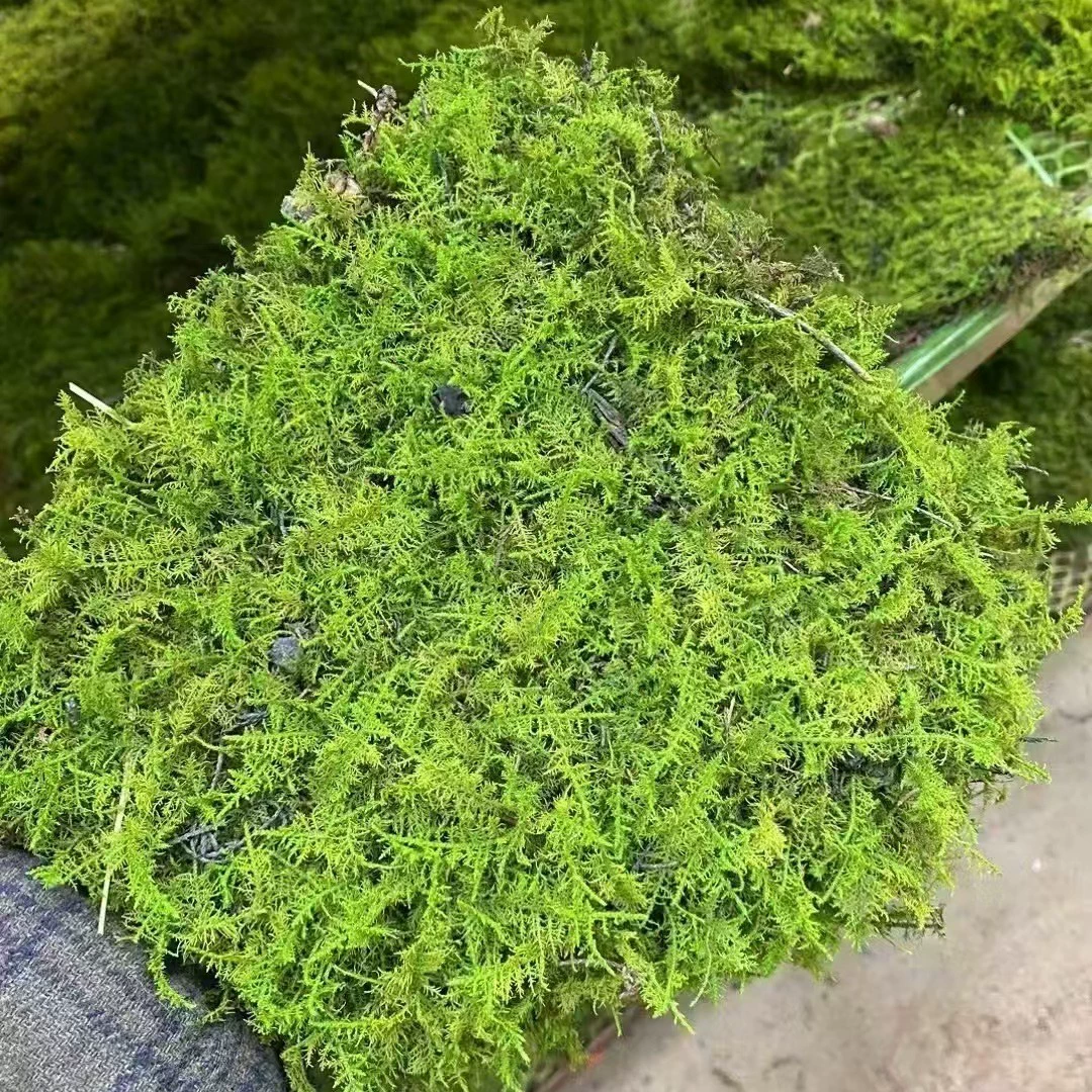 Бессмертный мох белый мох Большой перистый мох рога мох Двор вымощенный настоящий мох растительный декоративный интерьер