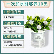 客厅水培绿植花卉盆栽盆景四季植物文竹发财树苗懒人室内萝带批发