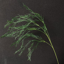 ����Gֲ��횲�ɭϵ��Y����ţ���T���T�쾰��׾Gֲ�����J����