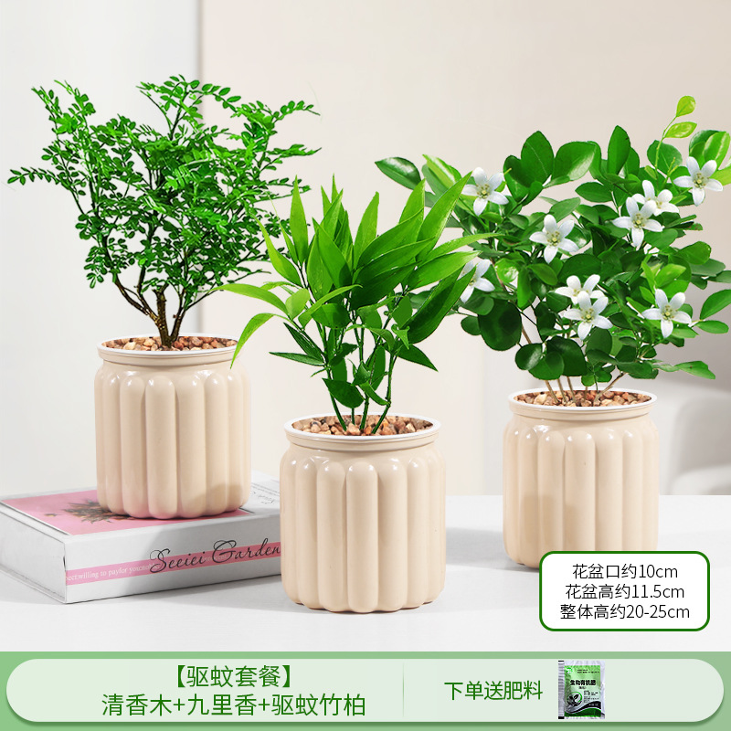 [모기퇴치 패키지] 향나무 + 구리향 + 모기퇴치대나무와 편백나무