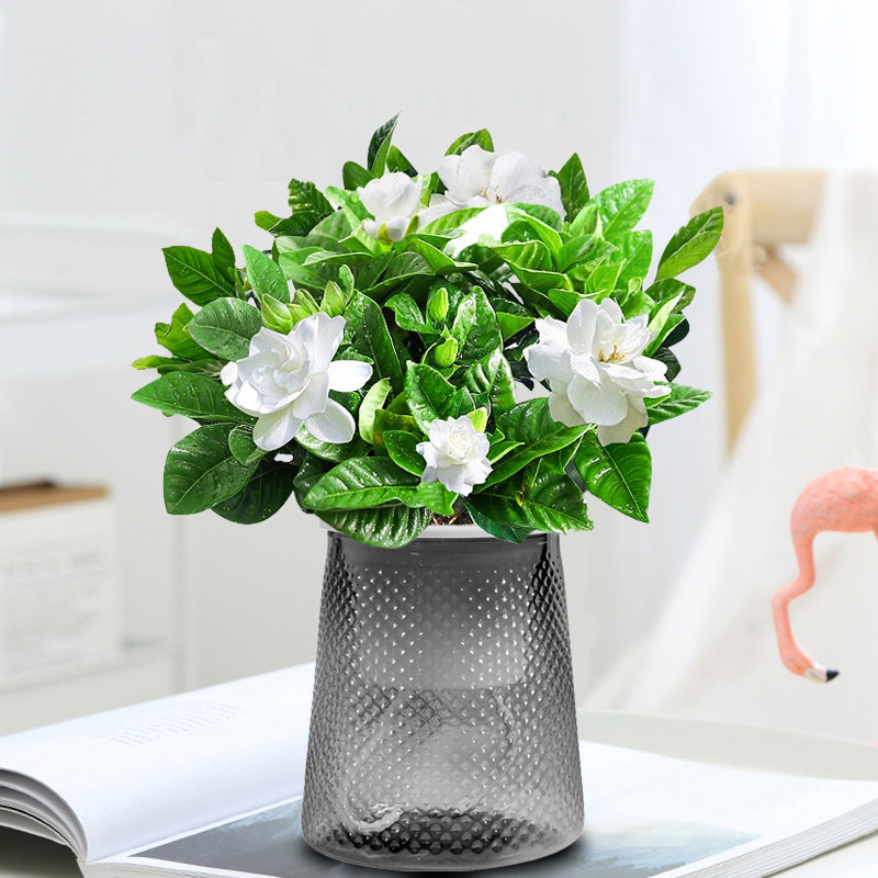 [베스트셀러] 치자나무 1개 + 별똥별 흡수대 + 영양비료