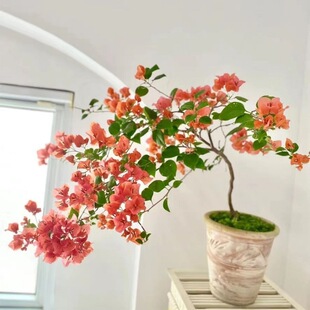 �h֦���z����÷��ɫ�ļ��_���̨�����Ϙ�Ǥ������B�S��ֱ�N���]