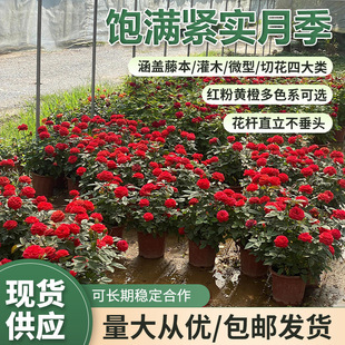 M�o���¼����w�ٱ���ľ΢���л��Ĵ���Uֱ����ɫϵ���x