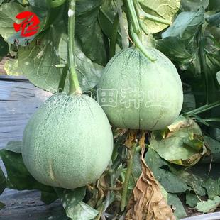 Jiuching Honey Melon Seeds Are Used in Open-Air Greenhouses in Spring, Autumn and Winter to Plant Melon Seeds on a Large Scale
