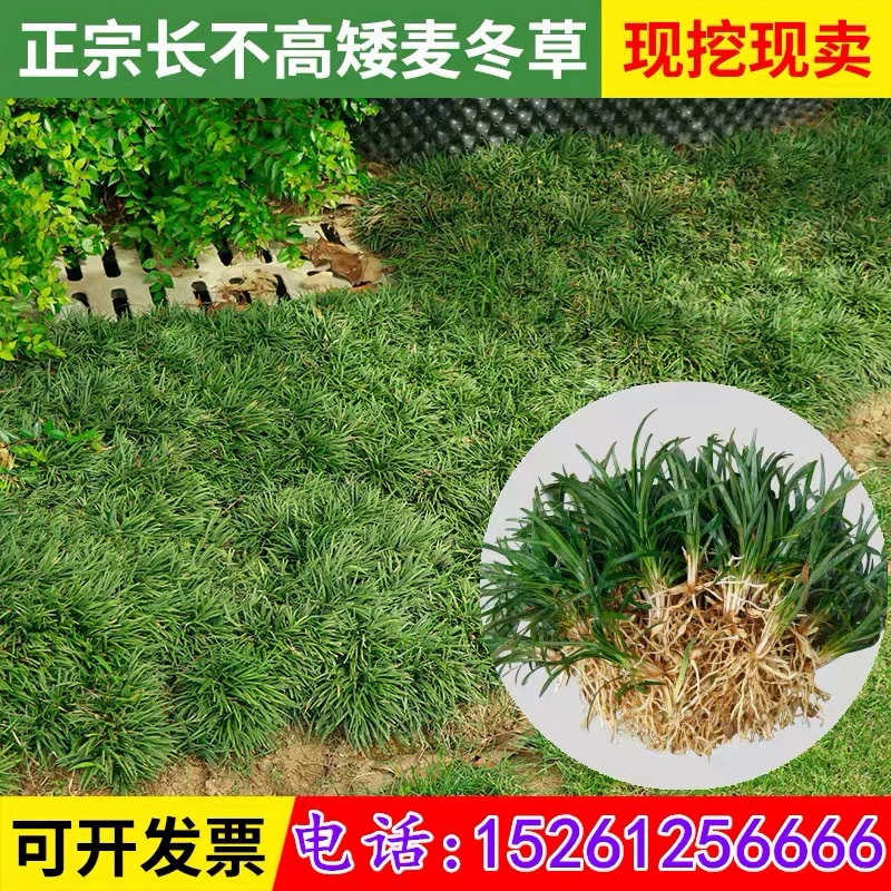 Ophiopogon Трава Японский двор Йолонгкао Ландшафтный дизайн Морозостойкий Four Seasons Вечнозеленый Everleaf Ophiopogon japonicus Газон