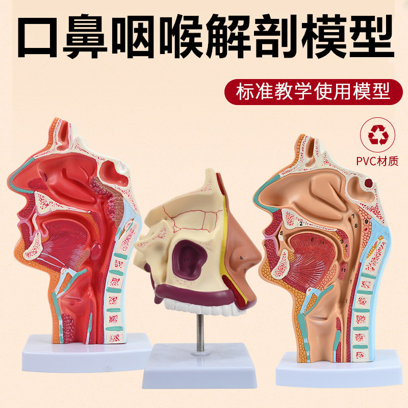 Human nasal cavity nose anatomy model throat nose sagittal anatomy model Otolaryngology facial features teaching model Human nasal cavity nose anatomy model throat nose sagittal anatomy model Otolaryngology facial features teaching model