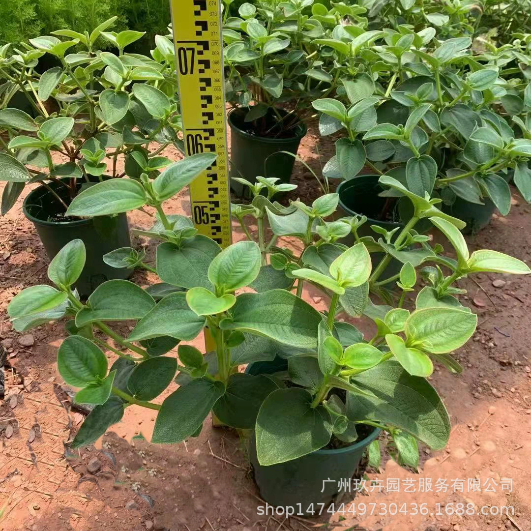 Серебристый дикий цветок пиона просмотр листва растение в горшке вечнозеленый кустарник клумба Парк двор декоративное зеленое растение устойчивый к обрезке