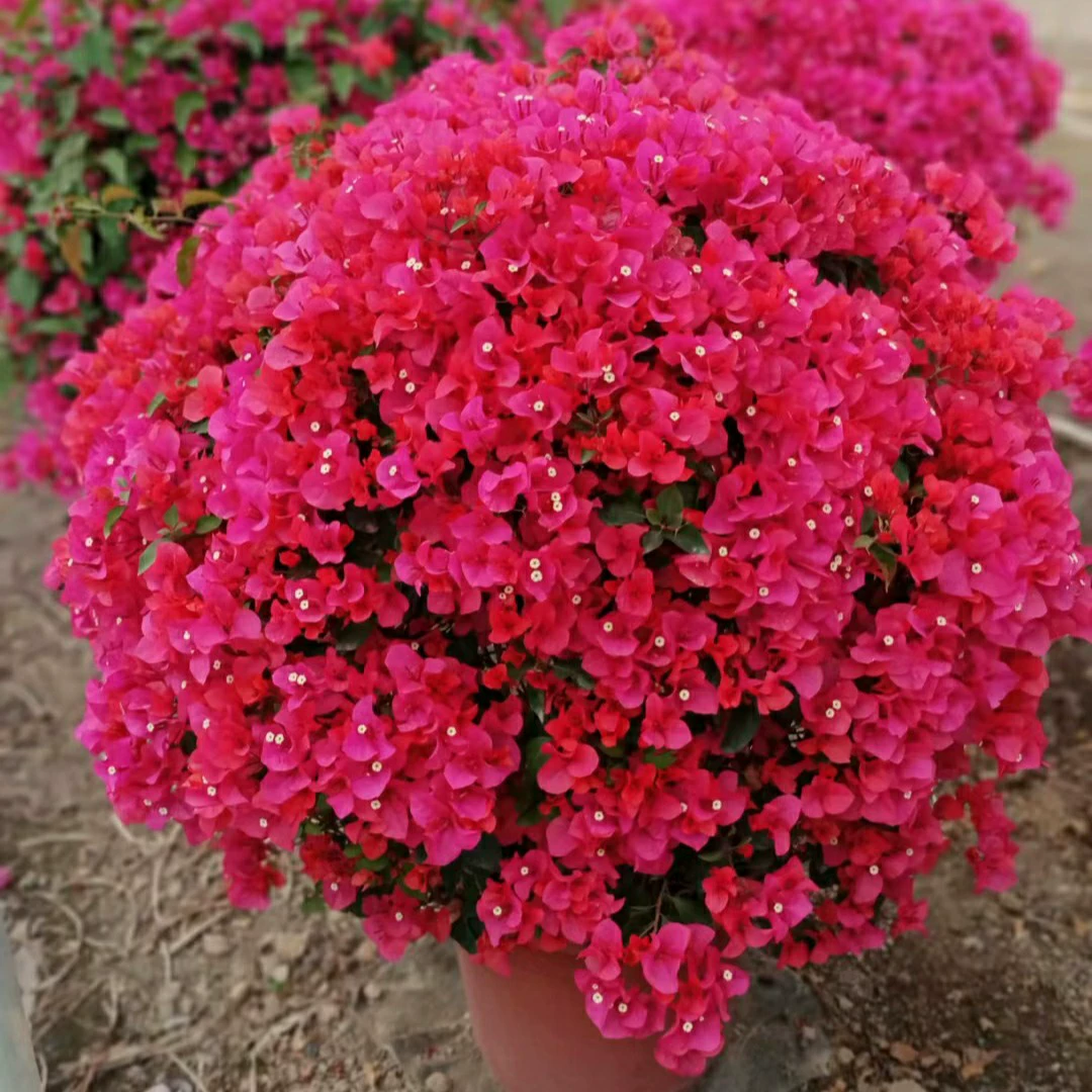 2303 база поставляет сафлоровый бугровый шар 80 см