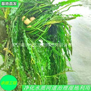 The Color Green Looks Better and Can Be Planted in Both Deep and Shallow Water. It Is Commonly Used in Large Lakes and Can Be Used in 0.5- 4m