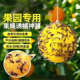 Plastic Sticky Insect Balls for Outdoor Vegetable Gardens, Fruit Fly Trap Artifact, Household Kitchen Double-Sided Mosquito Repellent Balls, Hanging Insect Trap Board