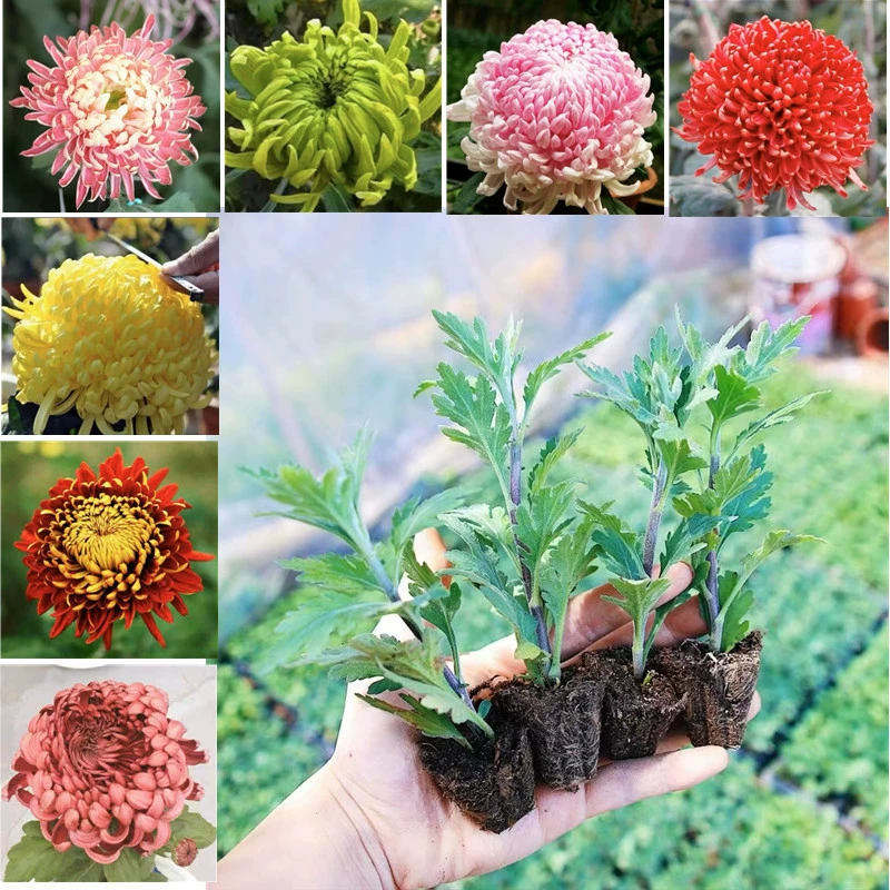 Рассада голландской хризантемы Цветение в течение четырех сезонов Внутренний и открытый балкон с бутонами Двор в горшке Зеленое растение Морозостойкие цветы Озеленение рассады