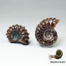 窦唯雷菊石化石天然海洋生物化石羊角螺海螺全玉化螺菊石化石教学