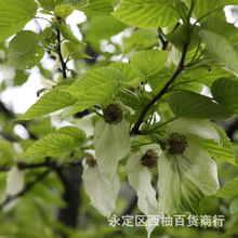 林木种子 珙桐种子别名水梨子鸽子树种子鸽子花树种籽香草种子