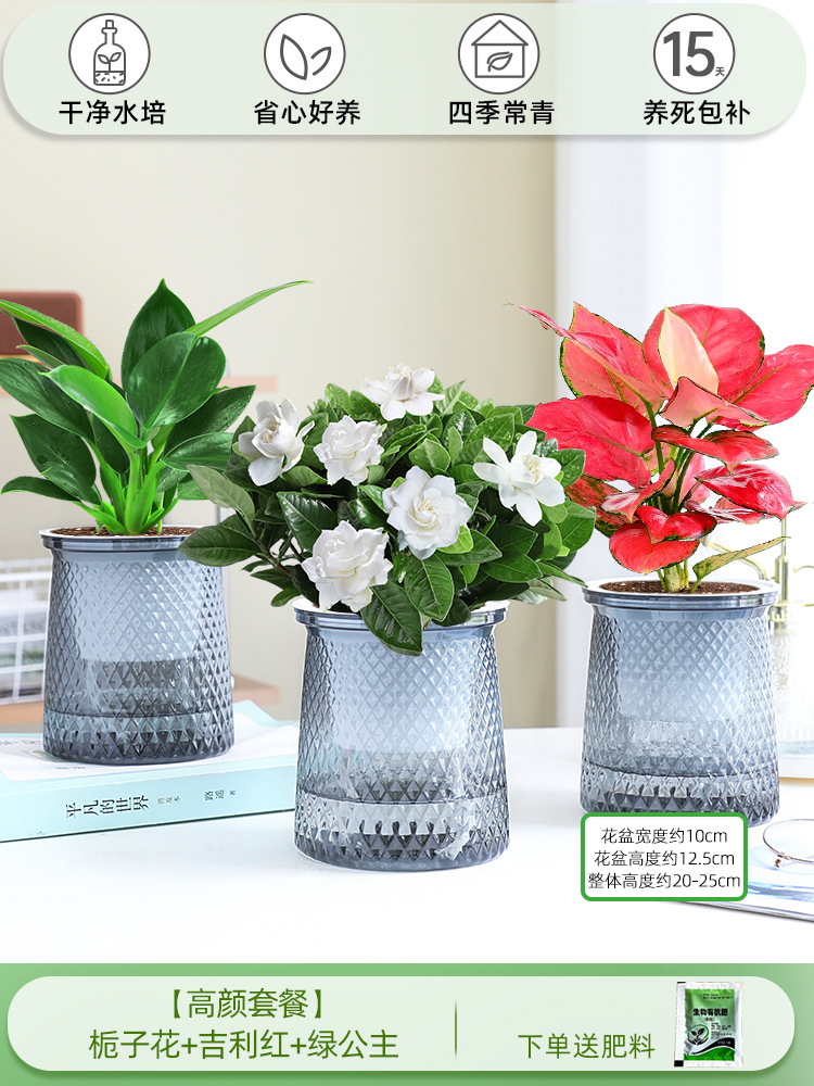 [하이룩 패키지] 가드니아 + 지리 레드 + 그린 프린세스