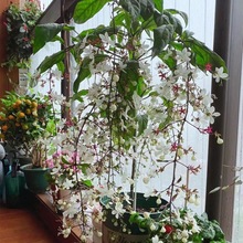 【28天开花】珍稀品种垂丝茉莉垂吊室内绿植盆栽四季开花浓香型