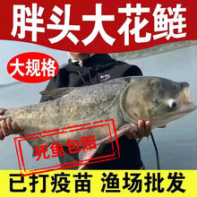 �����~�絭ˮ���Bֳ��Ҏ�����I�~�����^�~���~���^�~����~����