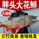 大花鲢鱼苗淡水好养殖大规格鲢鳙鱼苗胖头鱼雄鱼大头鱼苗草鱼包活