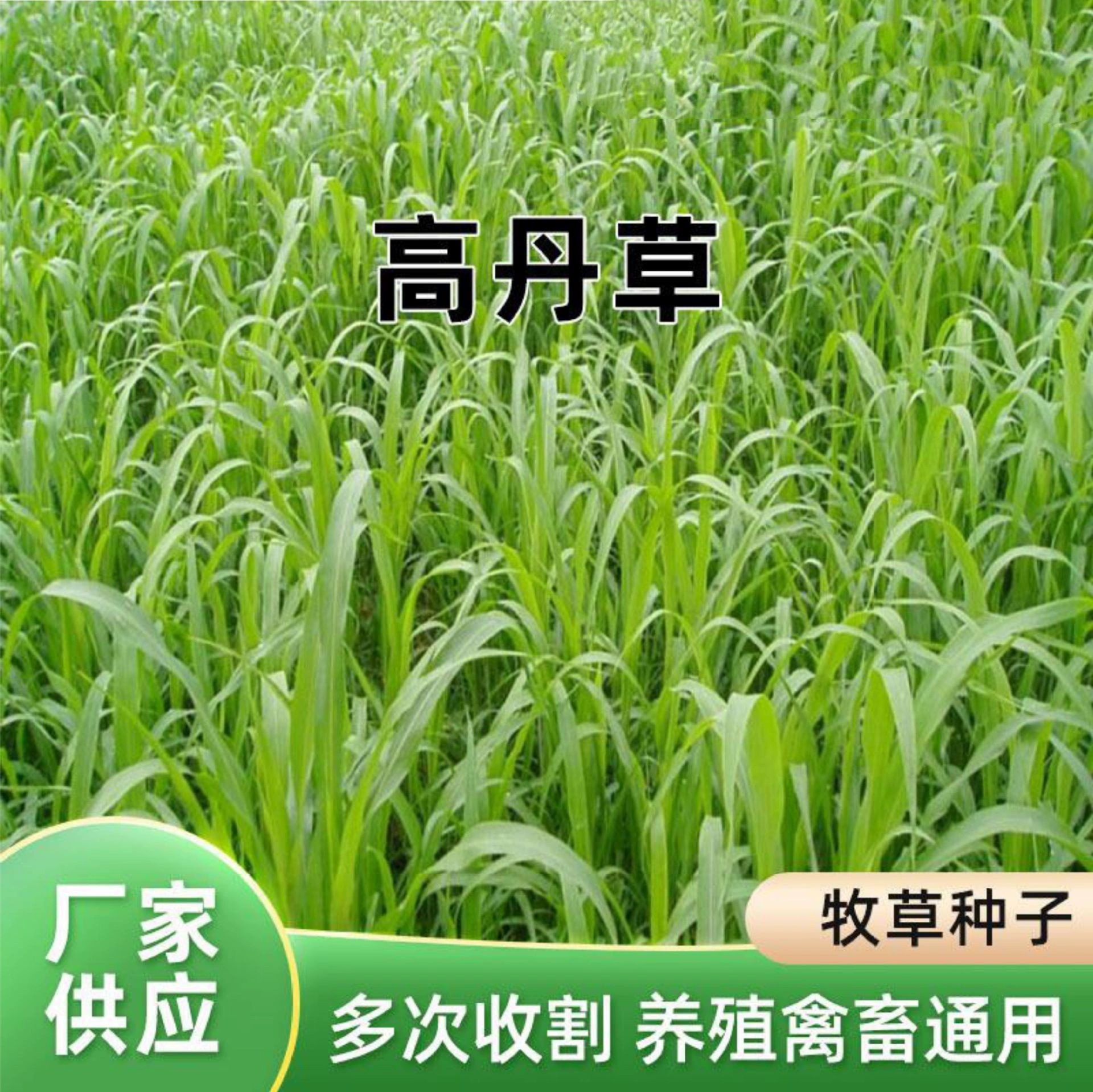 Кормовое семеноводство курица утка Годан трава Амура семена трав животноводство многолетние морозостойкие широкие листья мульти Урожай кормовых трав видов