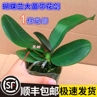 �����m���玧���������������m������͏d�҃�ֲ�ﻨ���ļ����B��