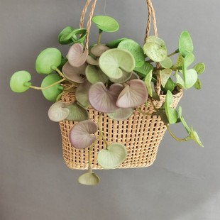 ܛ�zֲ��С�~�X�� ���X�~ ����ʽ�ҾӘӰ��g�Ƶ��b���Gֲ���l