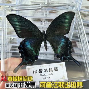 Real Butterfly Specimens Have Spread Their Wings, High-Definition Transparent Boxed Teaching Supplies, Photography Props, Creative Handmade DIY Decoration