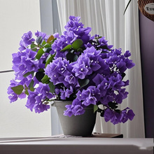 ����÷�ڻ������������~÷���ļ��҃�ͥԺ�̨�ͺ�����÷�Ϙ�ֱ�l