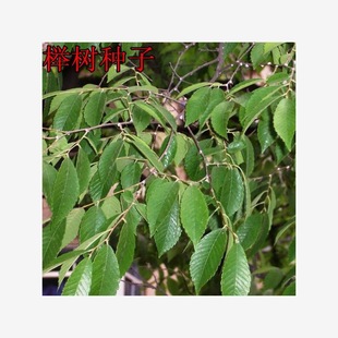 Beech Seeds Red Beech Small Leafed Beech Small Leafed Red Beech Large Leafed Green Beech Seeds Large Leafed Beech