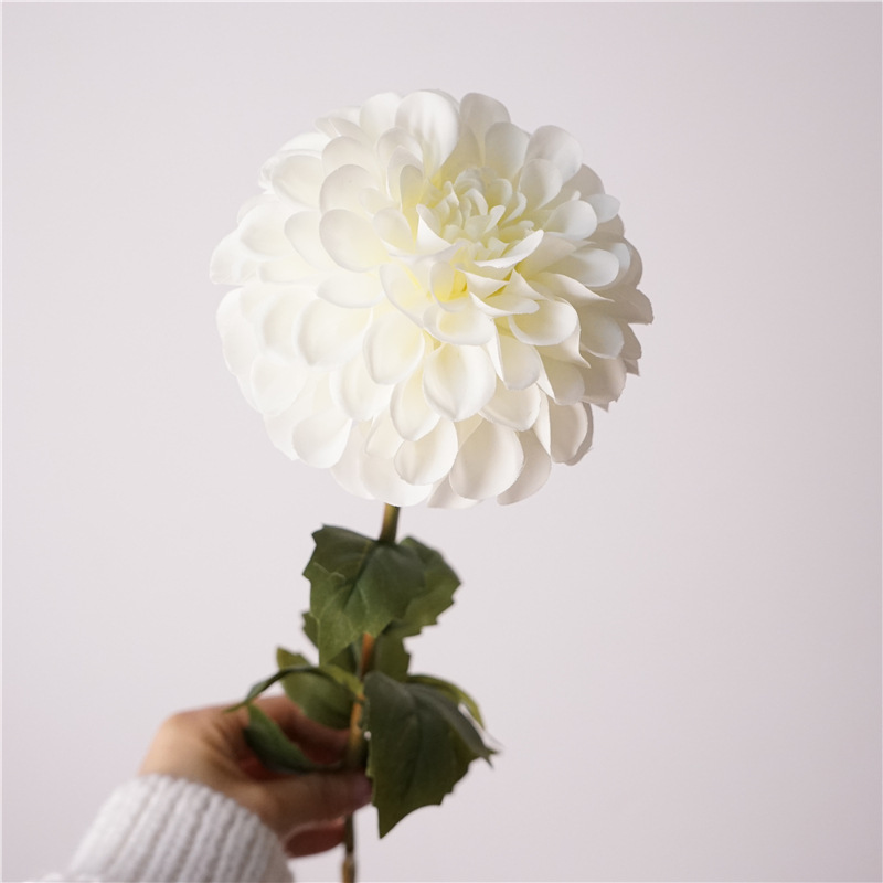 단일 지점 Tianzhuju-white